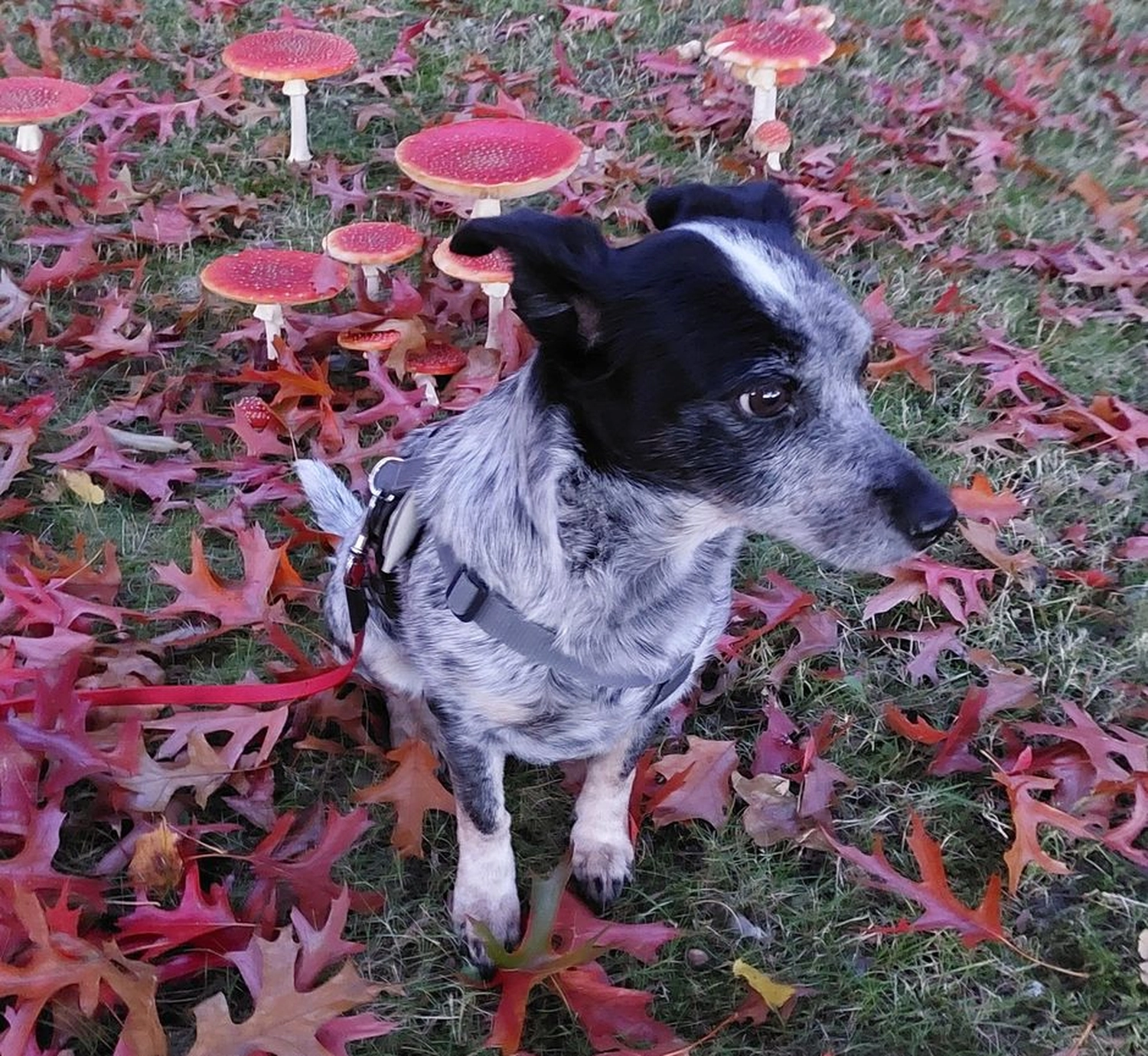 Veterinärakupunktur Neitzke - Akupunkturbehandlung - Tier